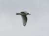 Mediterranean Gull at Shoebury East Beach (Steve Arlow) (13864 bytes) Mediterranean Gull at Shoebury East Beach (Steve Arlow) (13864 bytes)